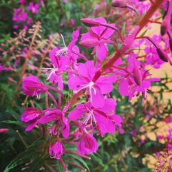 Close-up of flowers blooming in spring