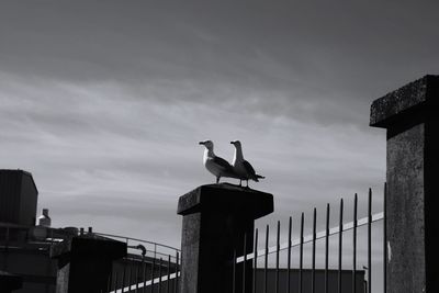 Low angle view of seagulls perching on wooden post against sky