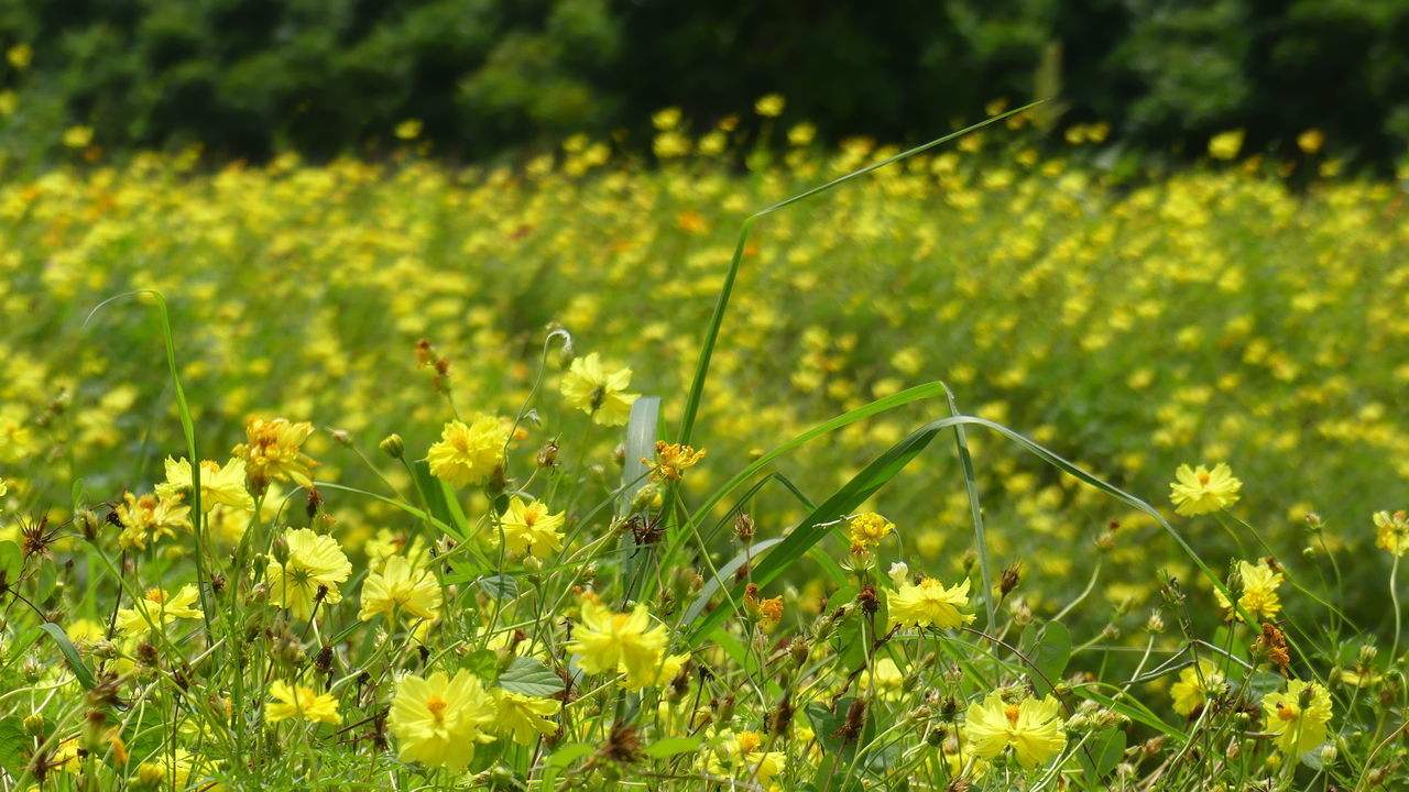 CLOSE-UP OF YELLOW FLOWERING PLANT