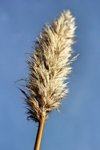 Low angle view of dry plant against blue sky
