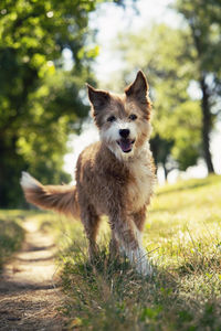 Portrait of dog standing on field