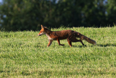 Side view of fox on land