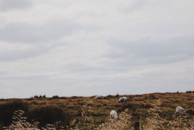 Sheep grazing on field against sky