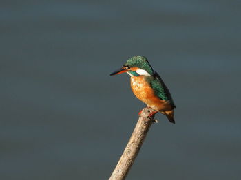 Close-up of bird perching on a branch