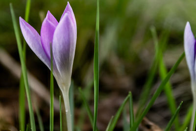 Close-up of purple crocus flower