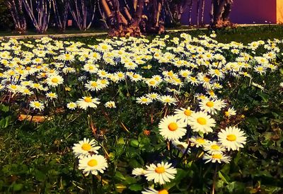 Close-up of daisy flowers blooming in field