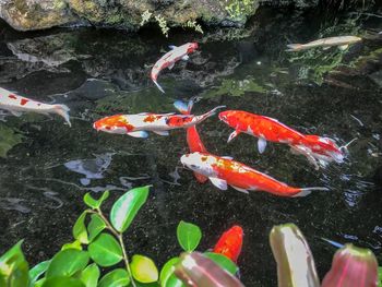 Fish swimming in a lake