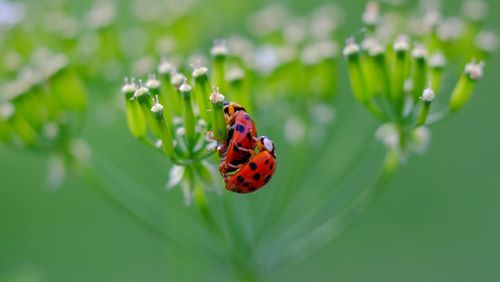 Close-up of ladybug on flower