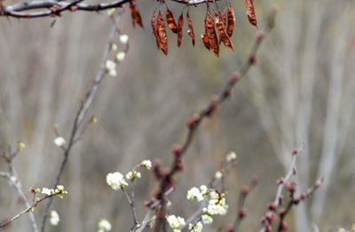 Close-up of cherry blossoms in spring