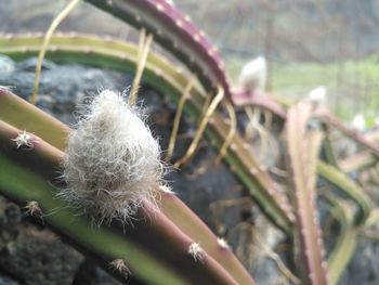 Close-up of plant