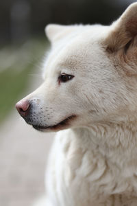 Close-up of a dog looking away