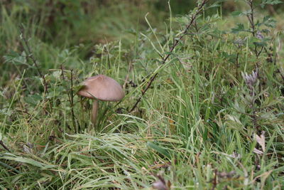 Close-up of mushroom growing in field