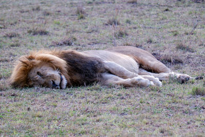 Male lion takes