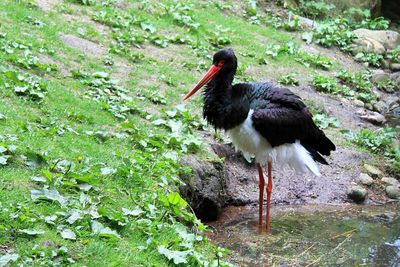 Bird in water