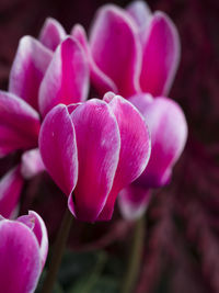 Close-up of pink flowers blooming outdoors