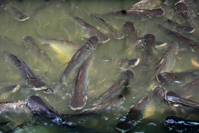 Close-up of fish swimming in sea