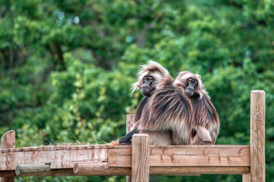 Low angle view of monkey