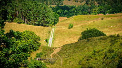 High angle view of road amidst trees