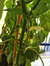 Close-up of fresh green plant