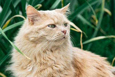 Close-up of a cat looking away