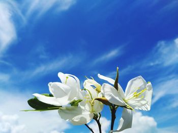 Low angle view of white flowering plant against blue sky