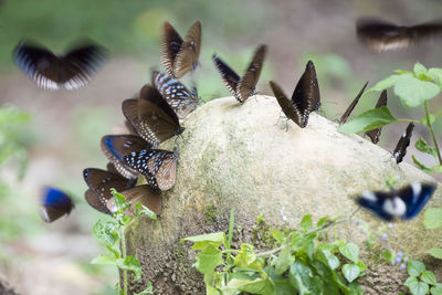 Close-up of mushroom