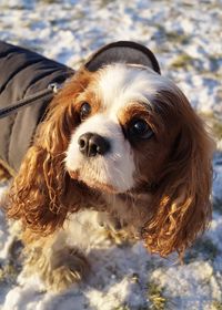 Close-up portrait of dog