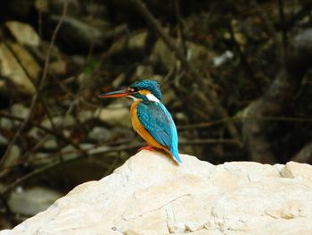 Close-up of bird perching on wood