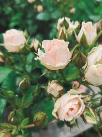 Close-up of rose roses