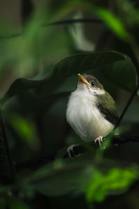 Close-up of common tailor bird perching on branch, calls are familiar and give away their presence.