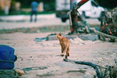 Full length of a cat on street