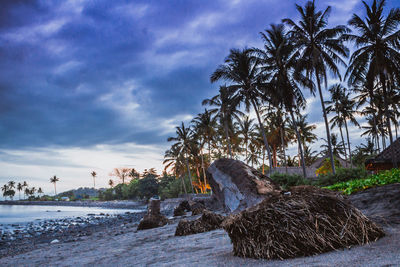 Coconut palm trees on beach against sky
