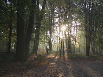 Trees in forest