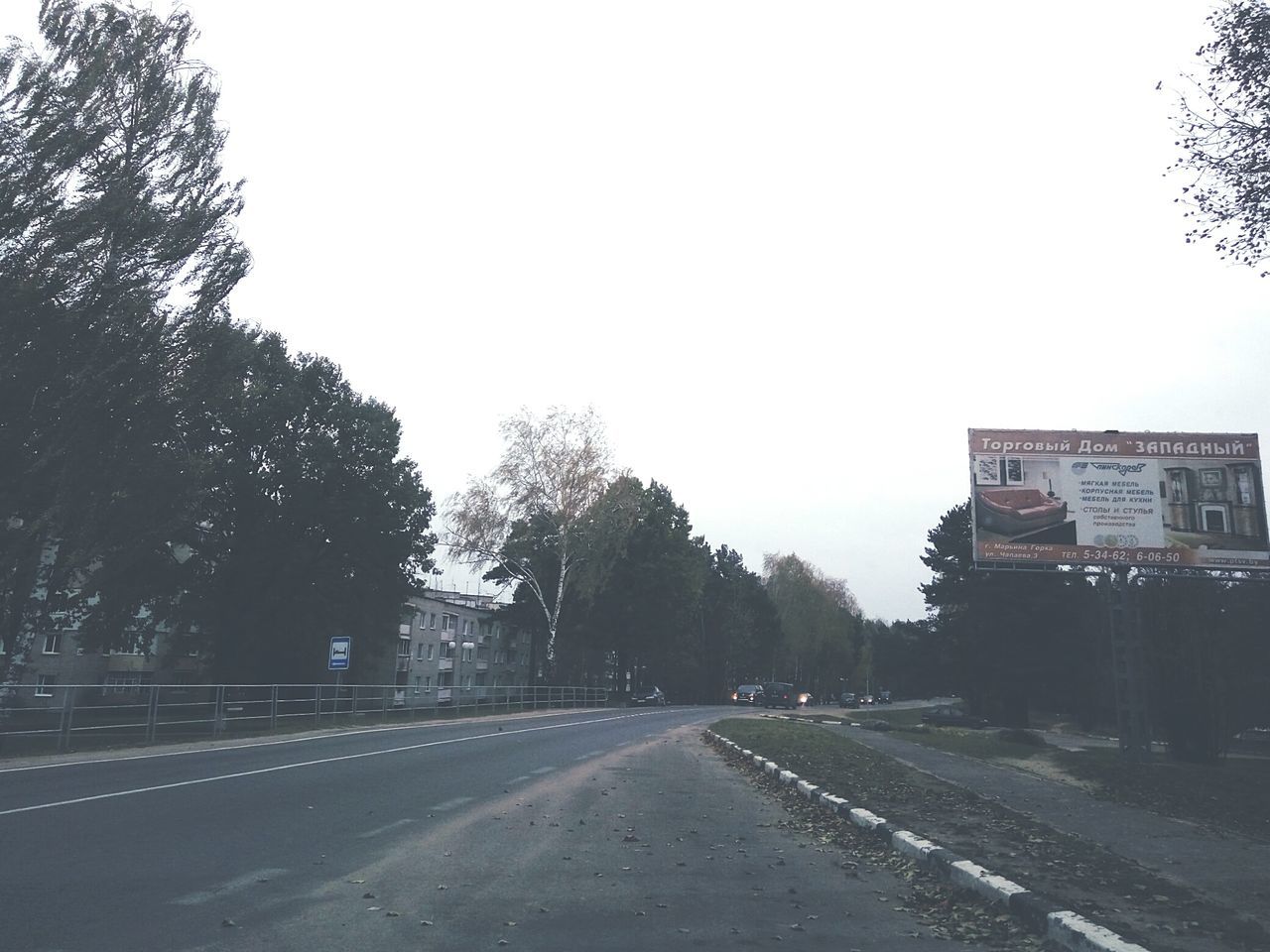 tree, transportation, clear sky, road, the way forward, empty, long, diminishing perspective, solitude, day, country road, outdoors, tranquil scene, growth, tranquility, empty road, vanishing point, countryside, surface level, remote