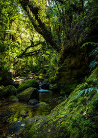 Stream flowing through rocks in forest