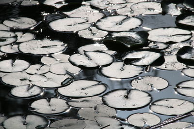 Full frame shot of raindrops on leaf