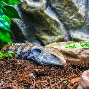 Close-up of turtle on rock