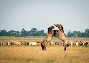 Horses in a field