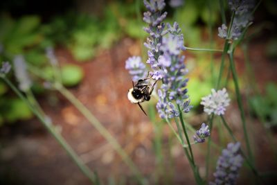 Close-up of bee on flower