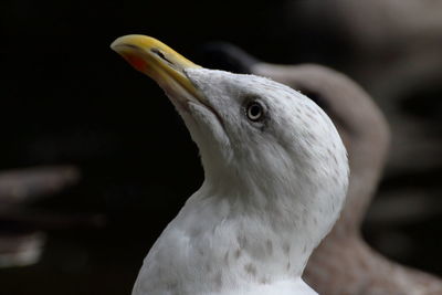 Close-up of bird