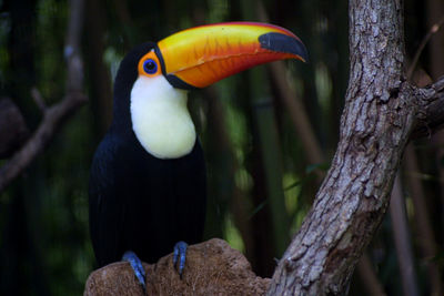 Close-up of bird perching on tree trunk