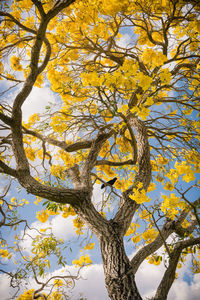 Low angle view of tree against sky during autumn