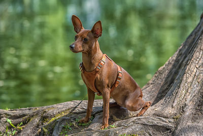 Close-up of a dog on tree trunk