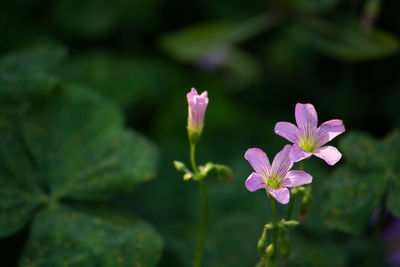 Close-up of purple flowers blooming outdoors