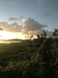 Scenic view of field against sky during sunset