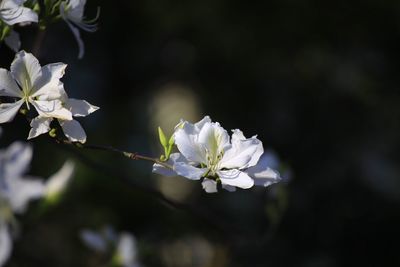 Close-up of white flowers blooming on tree