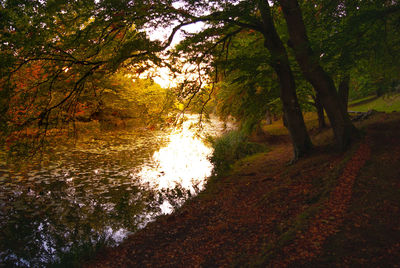 Trees in forest