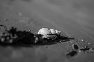 Close-up of insect on sand