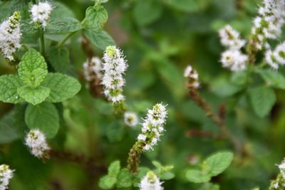 Close-up of flowering plant