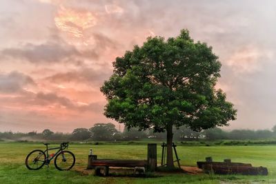 Tree on field against sky during sunset